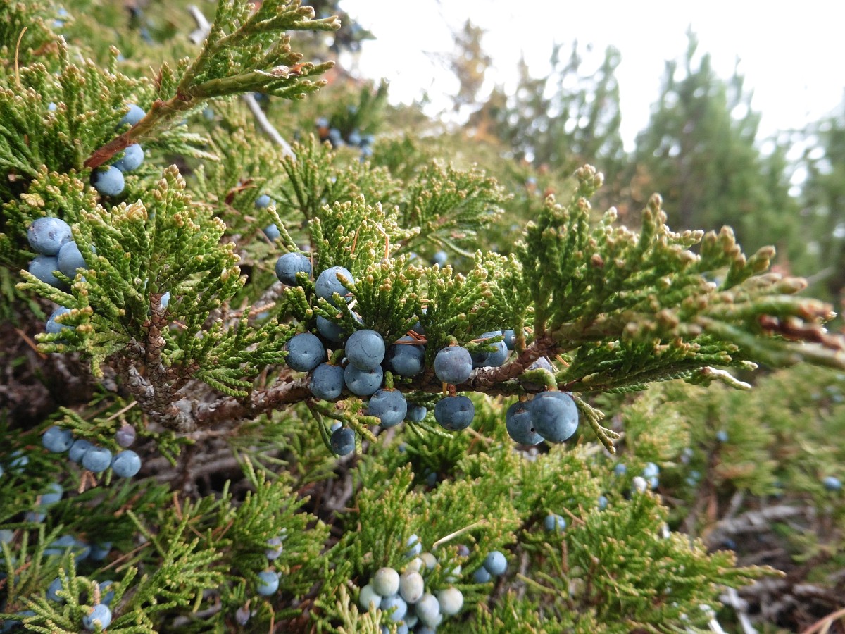 Juniperus Sabina